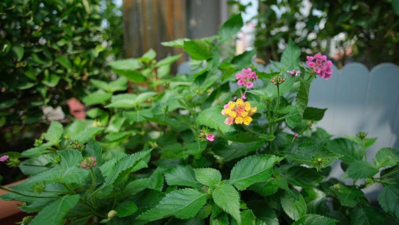 Bild zum Ratgeber Kreatives Terrassendesign: So bringen Sie Natur und Ruhe in Einklang