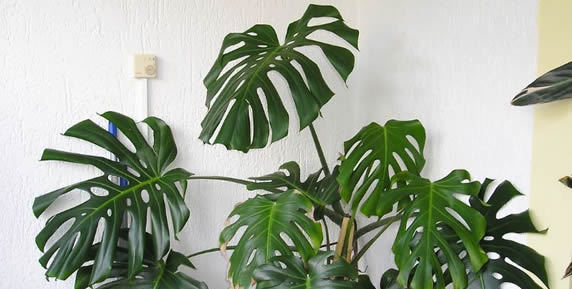 Bild zum Ratgeber Das eigene Zuhause gesünder machen mit Zimmerpflanzen