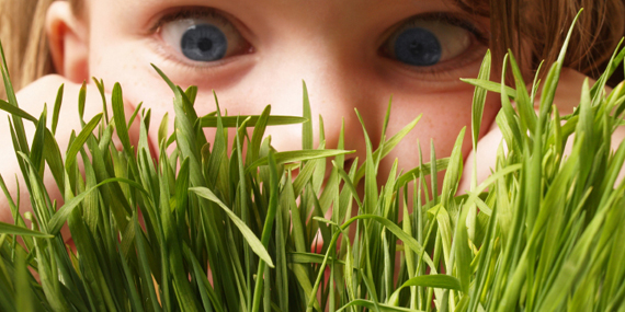 Bild zum Ratgeber Das grüne Kinderzimmer - Kinder erleben die Welt der Pflanzen