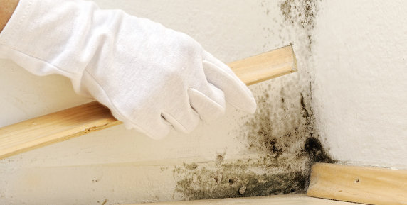 Bild zum Ratgeber Schimmel langfristig entfernen