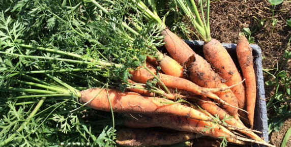 Bild zum Ratgeber Der eigene Küchengarten: einen Klassiker neu beleben