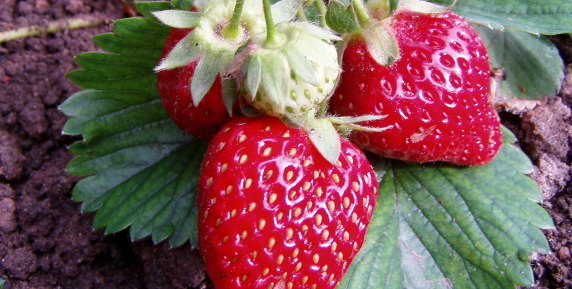 Bild zum Ratgeber Obst und Beeren aus dem eigenen Garten