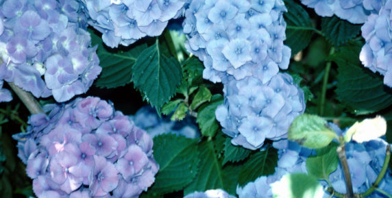 Bild zum Ratgeber Hortensien als Heckenpflanzen und Sichtschutz
