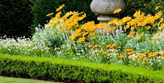 Bild zum Ratgeber Die Hecke als Hauptdarsteller in der Gartengestaltung