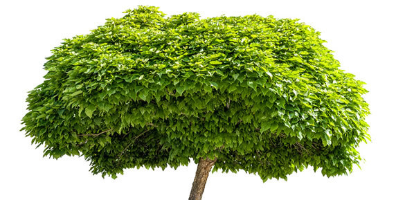 Bild zum Ratgeber Trompetenbaum als Mückenschutz im Garten