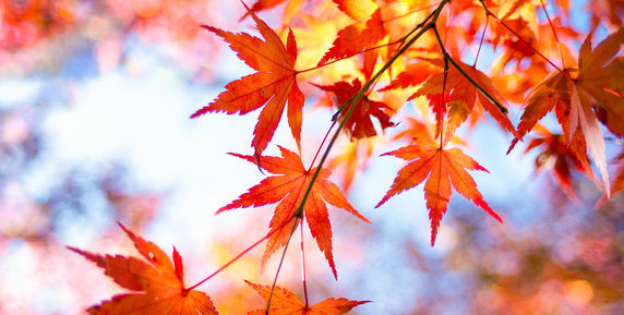 Bild zum Ratgeber Ein schöner Garten auch im Herbst