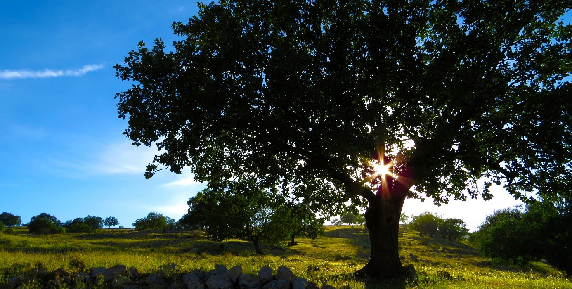 Bild zum Ratgeber Grundstücke mit Baumbestand: Worauf ist zu achten?