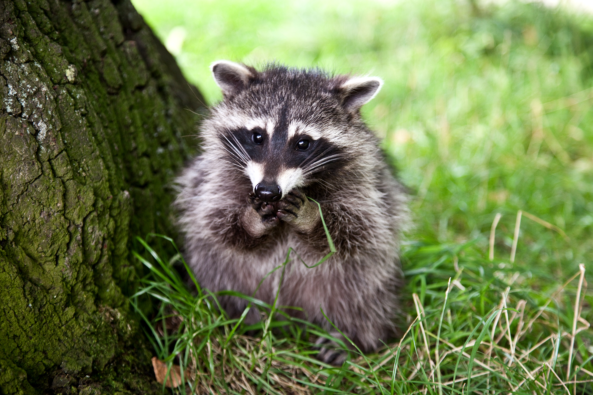 Waschbär im Bergpark Wilhelmshöhe © Stadt Kassel; Foto: Weber Fotografie Kassel